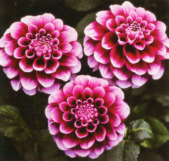 Dahlia ' B - MAN '  (Min.D.) Swan island  USA  1998   (Swan Island Spring Catalogue 2015)